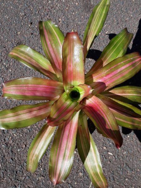 Bromeliads for sale as per pictures .Weekend specials month end