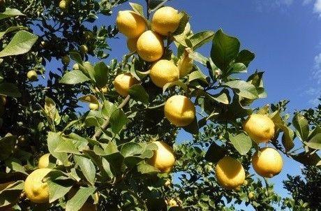 Eureka lemon trees