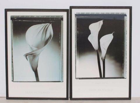 2 Calla Lily II glass fronted framed prints by Sean Hoyland