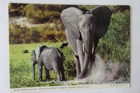 UNUSED POST CARD - AFRICAN ELEPHANT WITH CALF - AS PER SCAN