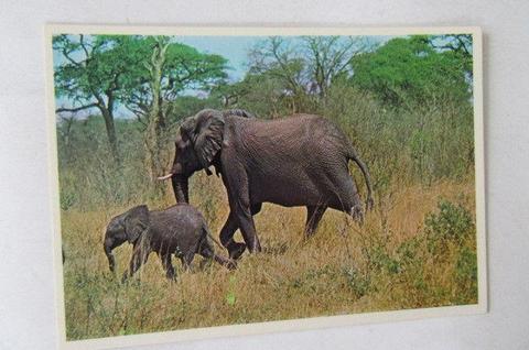 UNUSED POST CARD - AFRICAN ELEPHANT WITH CALF NO.3 - AS PER SCAN