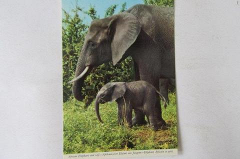 UNUSED POST CARD - AFRICAN ELEPHANT WITH CALF NO.2 - AS PER SCAN