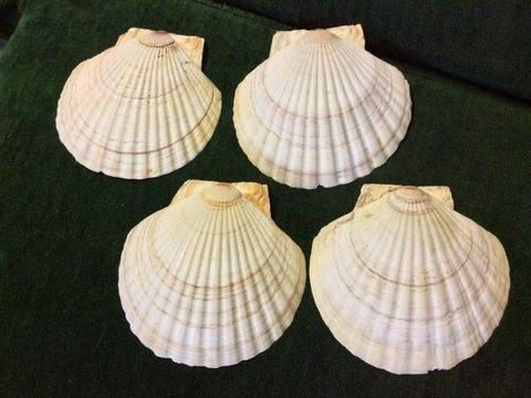 4 entree shells