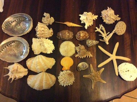 Sea shells and sea stars