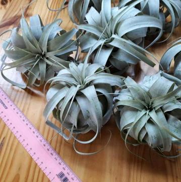 Tillandsia Xerographica Airplants