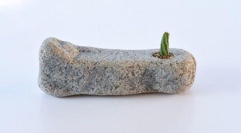 plants growing in natural stone