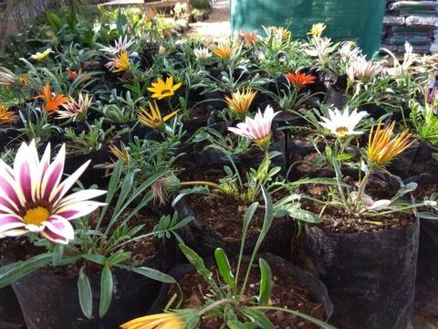 Gazania Plants for sale