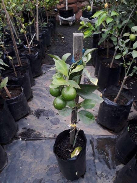 Grafted Fruit Trees With Fruits