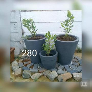 Pots plants for sale