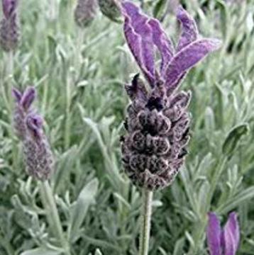 Spanish lavender R20 in 4kg growing pots ::: Nursery