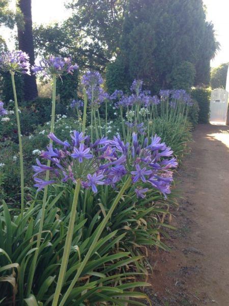 Agapanthus for sale in bags of 25 plants
