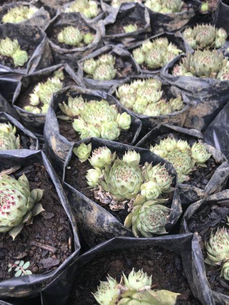 Succulents Ground Cover Plants for sale
