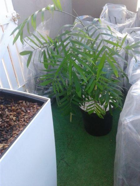 Indoor Palms - 7 Available @ R150 ea