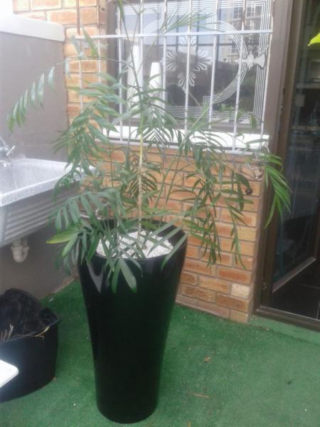 Indoor Palms incl Pots, Black, Silver, White and Red Pots Avail