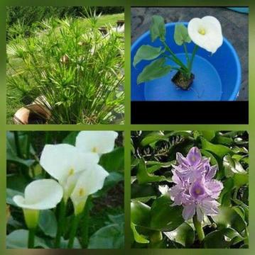 Various pond /water plants