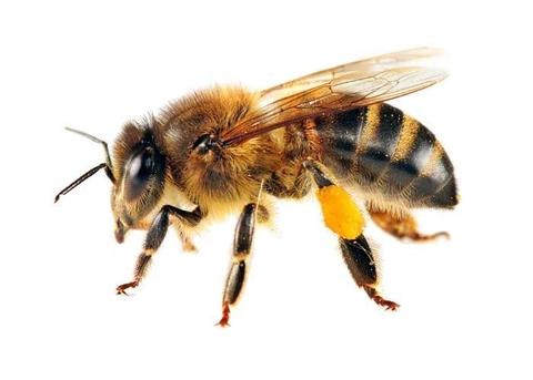 Honey Bee Removal & Relocation