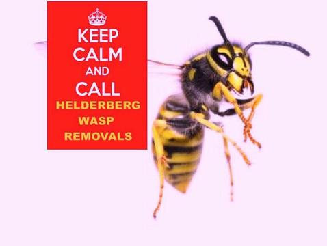 Somerset West Wasp Removals