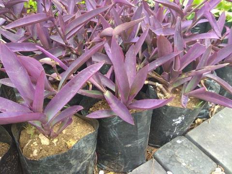 Purple Heart Plants for sale