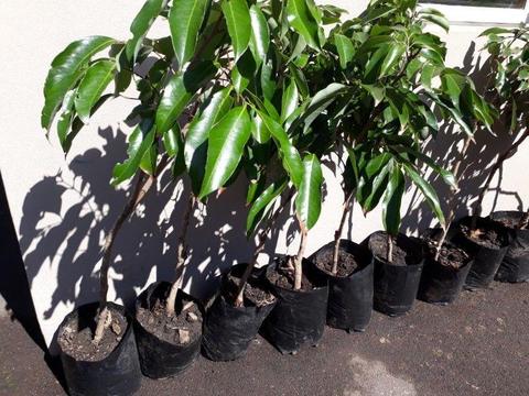Mauritian Litchi Trees