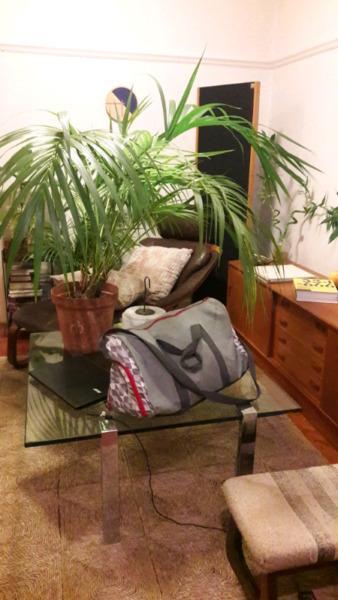 Large indoor pot plant