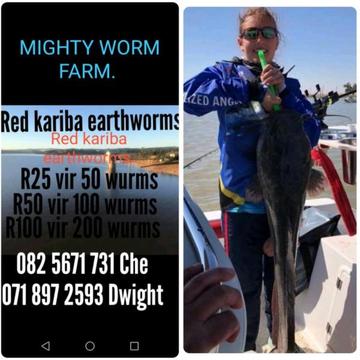 Red kariba earthworms