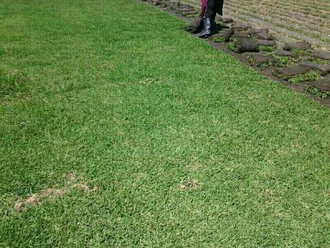 Kikuyu and other lawns!!!
