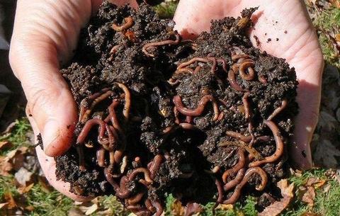 Earthworm farming