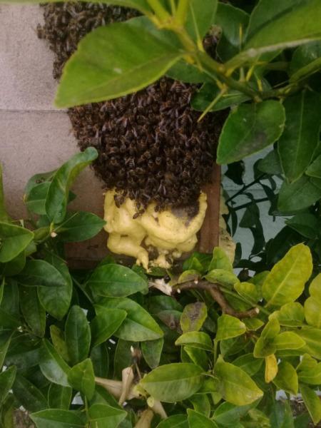 Bee removals