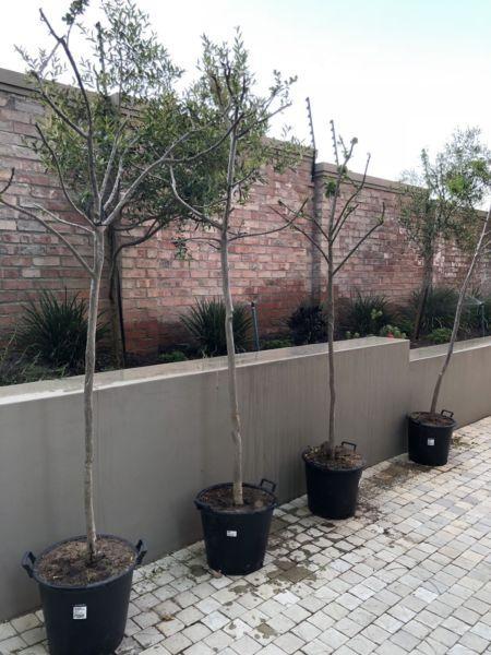 4 x 3 year old Pride of India trees @ R1000 per tree