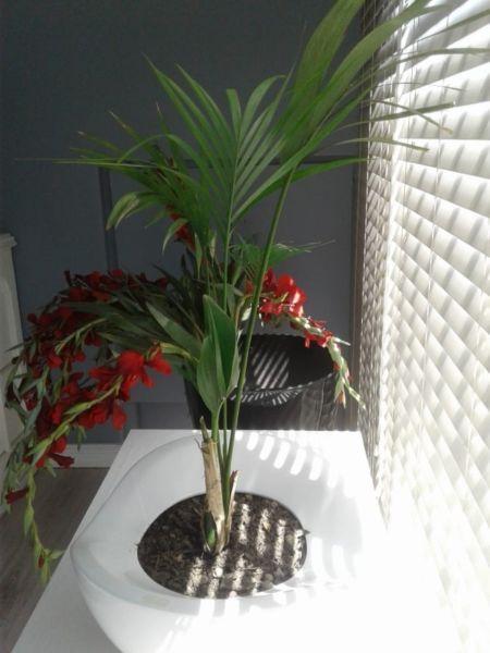 Indoor Palm in White Ceramic Pot