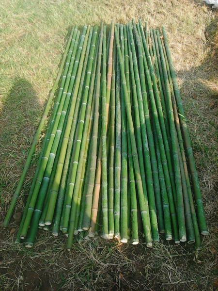 Bamboo screens