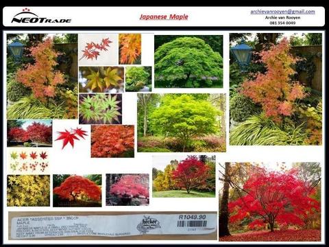 Japanese Maple trees