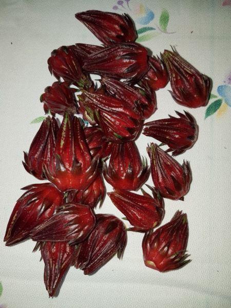 Hibiscus Tea “Roselle” Hibiscus Sabdariffa