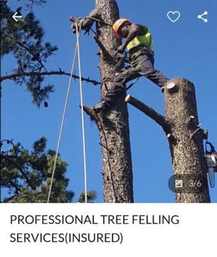 Treefelling services