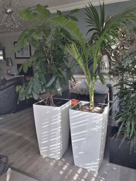 Indoor Pots and Plants - Different Colours available - R650 ea. pots only R450, Plants only R250ea