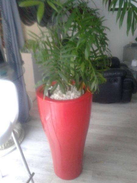 Indoor Plants with Pots @ R600ea