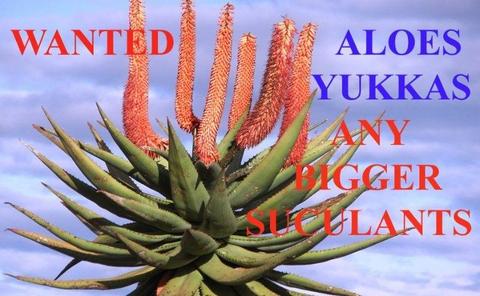 Aloes ,Yukkas and Succulents WANTED