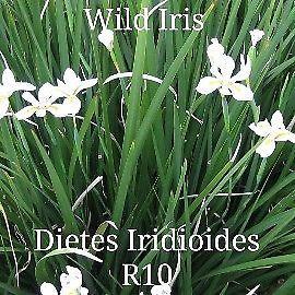 Plants for sale -garden, water-wise and indigenous