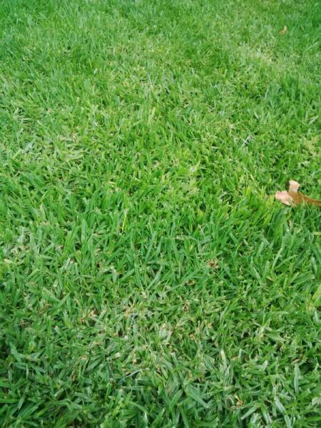 Ever green grass kikuyu@12 kweek super fine R16 0603055813