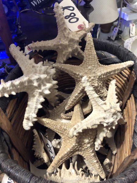 Starfish (from R40 each)