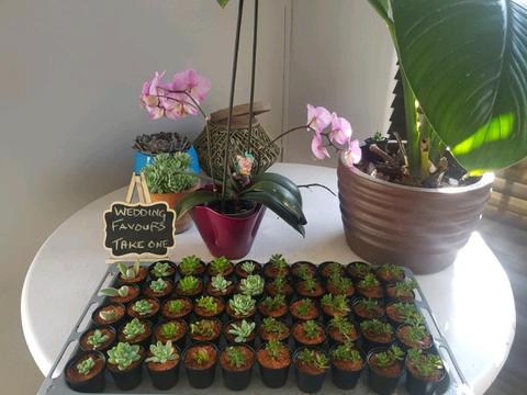 Watch love Grow. Succulent gifts 10 for R100