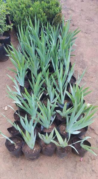 Irisse plante