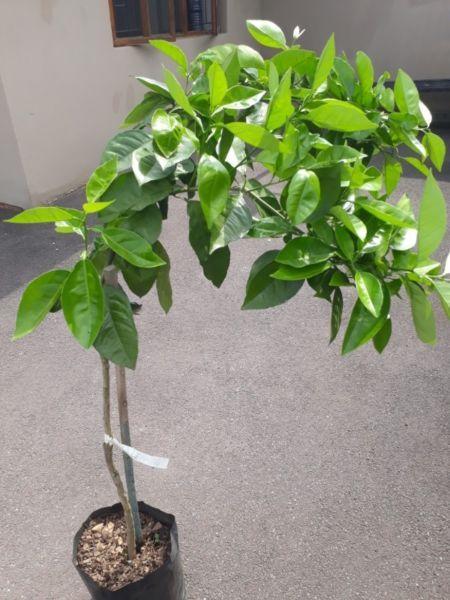 Grafted Fruit Trees XMAS Special R150 Each