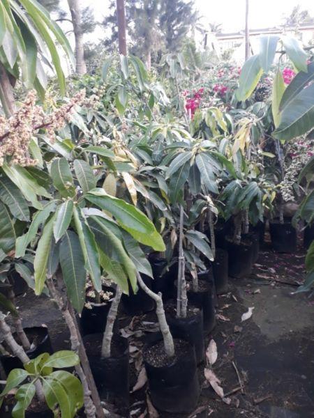 Grafted Tommy Atkins Mango Trees - XMAS Special R150