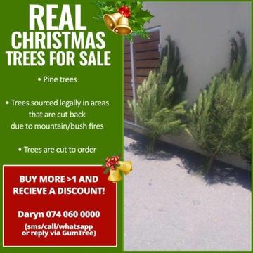 CHRISTMAS TREES for sale - Real Pine trees, and delivered!!!