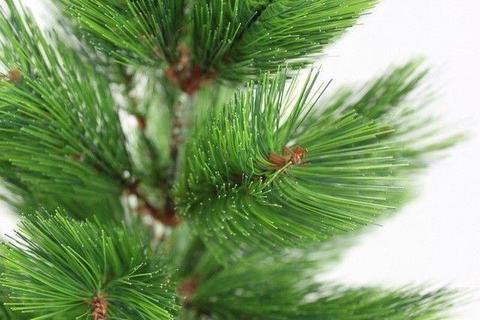 CHRISTMAS TREES for sale - Real Pine trees, and delivered!!! Contact for Price