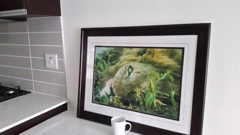 Magnificent Lion Canvas Print Framed