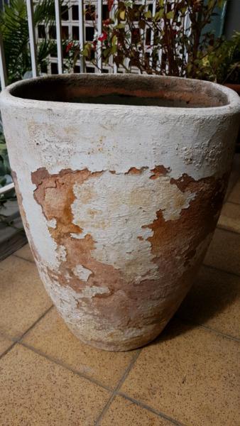 Rustic / distressed looking pot plant for sale