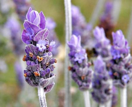 Dutch lavender R20 in 4kg growing pots ::: Nursery