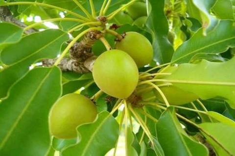 Indian Walnut (Diet Seeds) 100% Natural